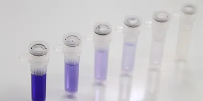 Serial dilution series in microcentrifuge tubes showing progressively decreasing concentrations of a purple solution.