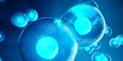 A 3D illustration of two sphericaA 3D illustration of two spherical cells in close contact, with glowing blue nuclei and additional out-of-focus cells in the background.l cells in close contact, with glowing blue nuclei and additional out-of-focus cells in the background.