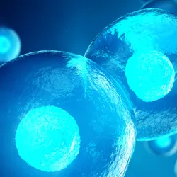 A 3D illustration of two sphericaA 3D illustration of two spherical cells in close contact, with glowing blue nuclei and additional out-of-focus cells in the background.l cells in close contact, with glowing blue nuclei and additional out-of-focus cells in the background.