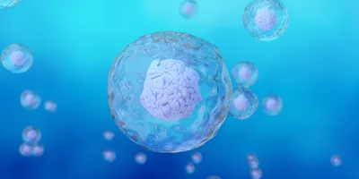 Illustration of translucent spherical cell structures containing compact organoid-like cell clusters suspended against a blue background.