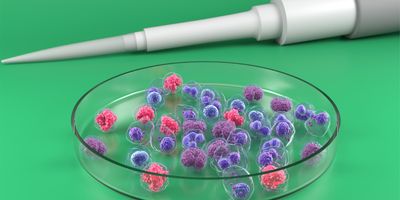 A pipette tip positioned above a petri dish containing colorful 3D cell cultures.