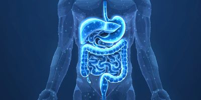 Digital illustration of the human digestive system highlighting the liver, stomach, and intestines.