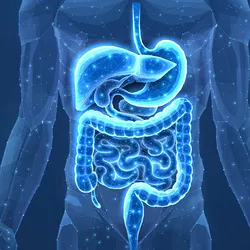 Digital illustration of the human digestive system highlighting the liver, stomach, and intestines.