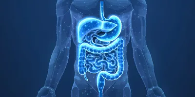 Digital illustration of the human digestive system highlighting the liver, stomach, and intestines.