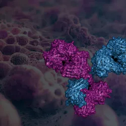 3D molecular render of an antibody structure in magenta and blue, set against a background of textured cancer cells.