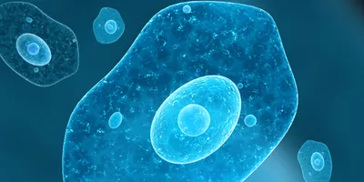 3D render of some single amoeba cells.