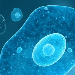 3D render of some single amoeba cells.