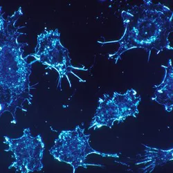 Blue-stained cells under microscope, illustrating molecular glue degraders