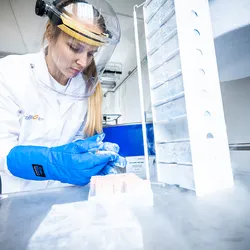 A ProBioGen scientist in face shield and cryogenic gloves retrieves a cell vial tray from a liquid nitrogen storage unit during AGE1.CR.pIX GMP master cell bank operations.