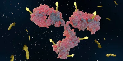 3D illustration of an antibody-drug conjugate with cytotoxic payloads attached to an antibody.