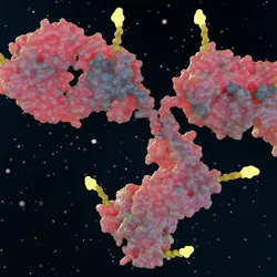 3D illustration of an antibody-drug conjugate with cytotoxic payloads attached to an antibody.
