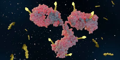 3D illustration of an antibody-drug conjugate with cytotoxic payloads attached to an antibody.