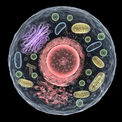 A 3D image of an animal cell, including the organelles, on a black background.