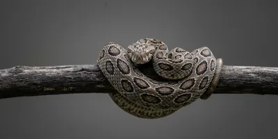A snake coiled on a branch, symbolizing themes in recombinant antivenom development.