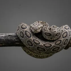 A snake coiled on a branch, symbolizing themes in recombinant antivenom development.