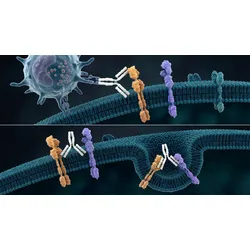 Molecular illustration of the amivantamab EGFR-MET bispecific antibody mechanism in EGFR exon 20 insertion NSCLC, showing simultaneous receptor binding, immune effector cell recruitment via the Fc region, and receptor internalization through membrane invagination.