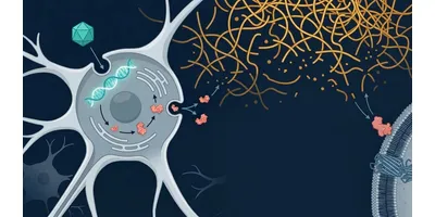 Scientific illustration of AAV9 gene therapy in MPS IIIA showing vector entry, SGSH gene delivery, sulfamidase secretion, receptor-mediated cross-correction of a neighboring neuron, and heparan sulfate clearance.
