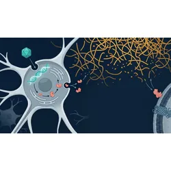 Scientific illustration of AAV9 gene therapy in MPS IIIA showing vector entry, SGSH gene delivery, sulfamidase secretion, receptor-mediated cross-correction of a neighboring neuron, and heparan sulfate clearance.