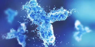A 3D representation of an antibody.