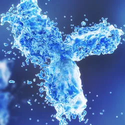 A 3D representation of an antibody. 