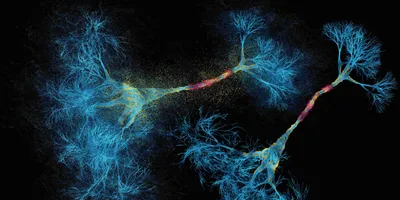 A blue neuron with myelin sheath on a black background
