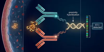 Scientific diagram of Olink PEA dual-antibody binding to endothelin-1 in coronary plasma, generating a DNA barcode for NGS-based CAD proteomics.