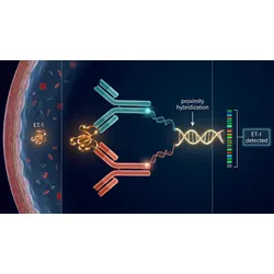 Scientific diagram of Olink PEA dual-antibody binding to endothelin-1 in coronary plasma, generating a DNA barcode for NGS-based CAD proteomics.