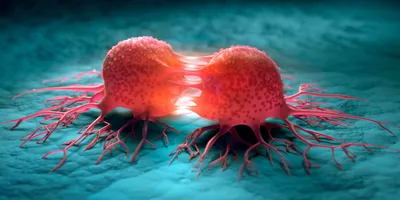 Two pink cancer cells dividing on a blue background
