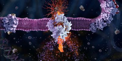 3D illustration of protein receptors embedded in a cell membrane interacting with small molecules.