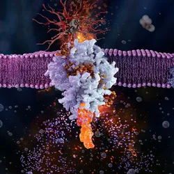 3D illustration of protein receptors embedded in a cell membrane interacting with small molecules.