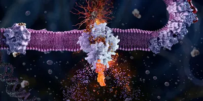 3D illustration of protein receptors embedded in a cell membrane interacting with small molecules.