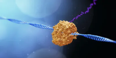 The formation and processing of RNA from DNA.