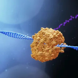The formation and processing of RNA from DNA.