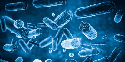 A microscopic image of blue-colored bacteria