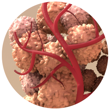 Professor Ernest Starling at the University College London coined the word “hormone” in 1905.