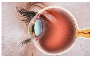 In 1977, Rosalyn Yalow was working at the Veterans Administration Hospital when she learned that she, along with two other American doctors, had been awarded the Nobel Prize in Physiology or Medicine for their discovery of the radioimmunoassay (19).