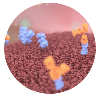 ‍Reproductive biologist Glenn Braunstein codeveloped the antibodies specific to hCG and its subunits at the National Institutes of Health. 