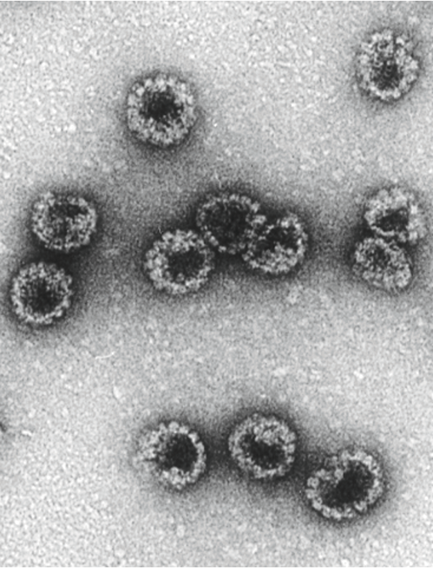 ‍In 1977, Rosalyn Yalow was working at the Veterans Administration Hospital when she learned that she, along with two other American doctors, had been awarded the Nobel Prize in Physiology or Medicine for their discovery of the radioimmunoassay (19). 