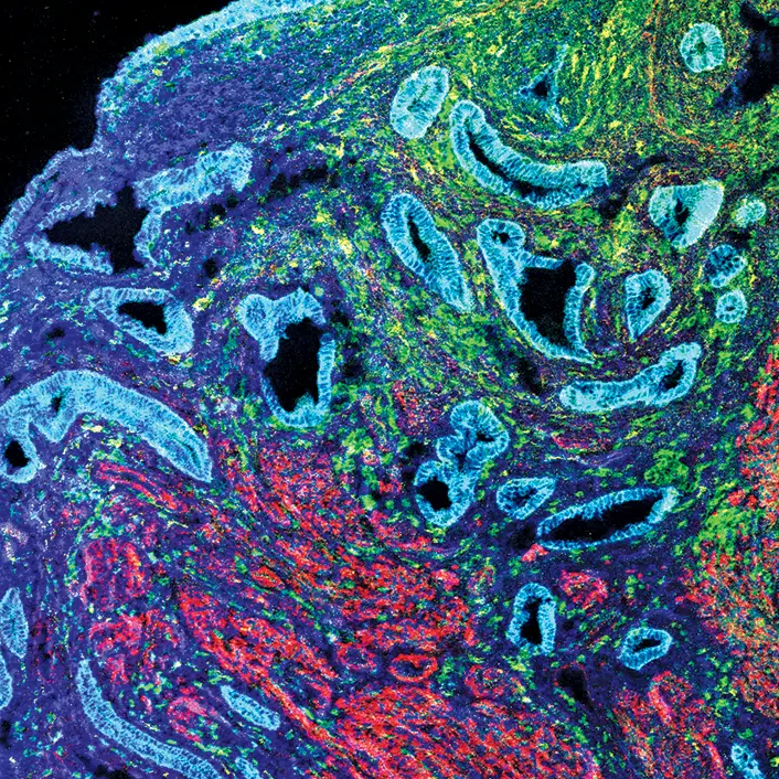 ‍Reproductive biologist Glenn Braunstein codeveloped the antibodies specific to hCG and its subunits at the National Institutes of Health. 