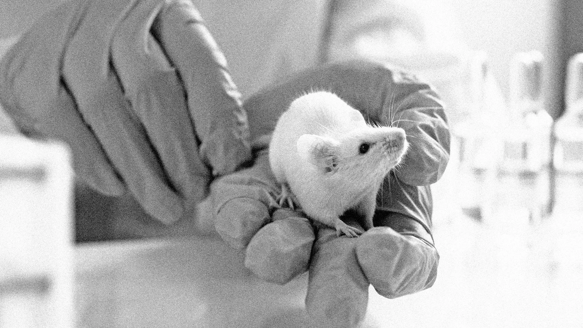 Science Milestone: The first transgenic mice | Drug Discovery News