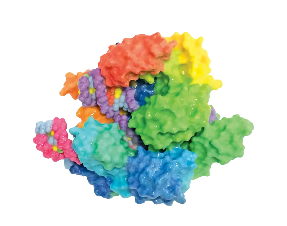 Many early studies on microRNAs and RNAi were done in worms like the Caenorhabditis elegans pictured here. 