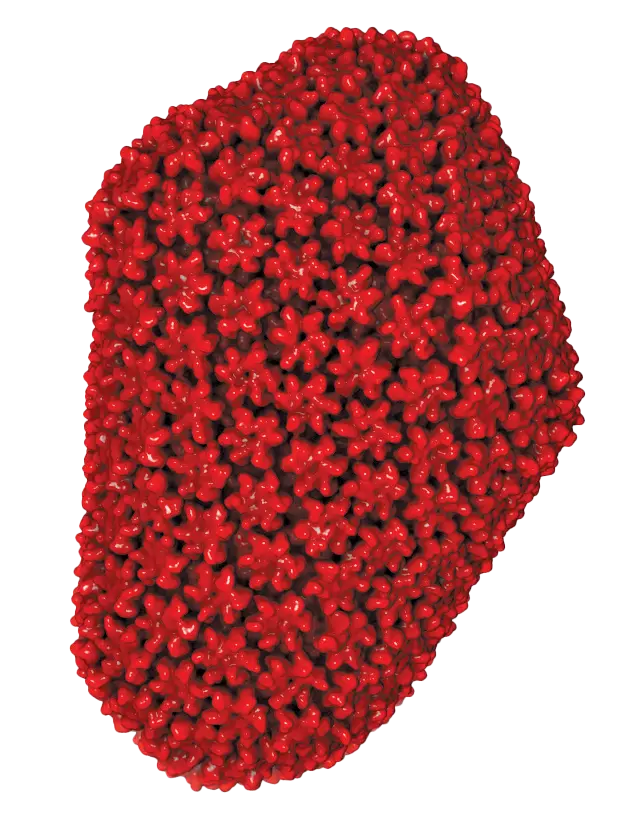 In the early 2000s,Phillip Zamore from the University of Massachusetts Medical School. 