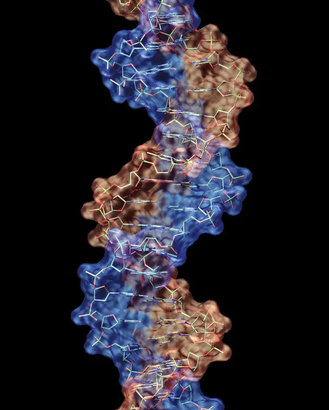 With the hopes of producing a vibrant, purple petunia, scientists overexpressed the transgene responsible for purple pigment. Instead, the plants yielded purple-and-white speckled flowers as a result of co-suppression 