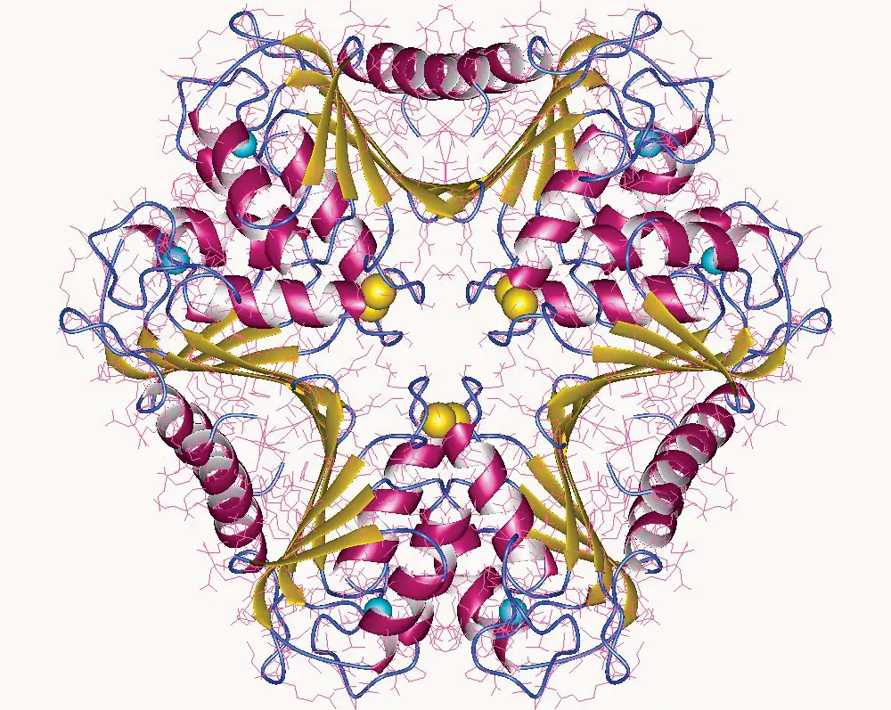 For RNAi to occur, the enzyme Dicer cleavesds RNA into siRNA, which serves as a template to direct the RNA-induced silencing complex (RISC) to find and destroy the complementary mRNA transcript. Credit: designer’s name
